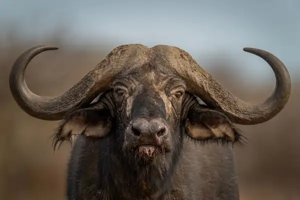 Buffalo