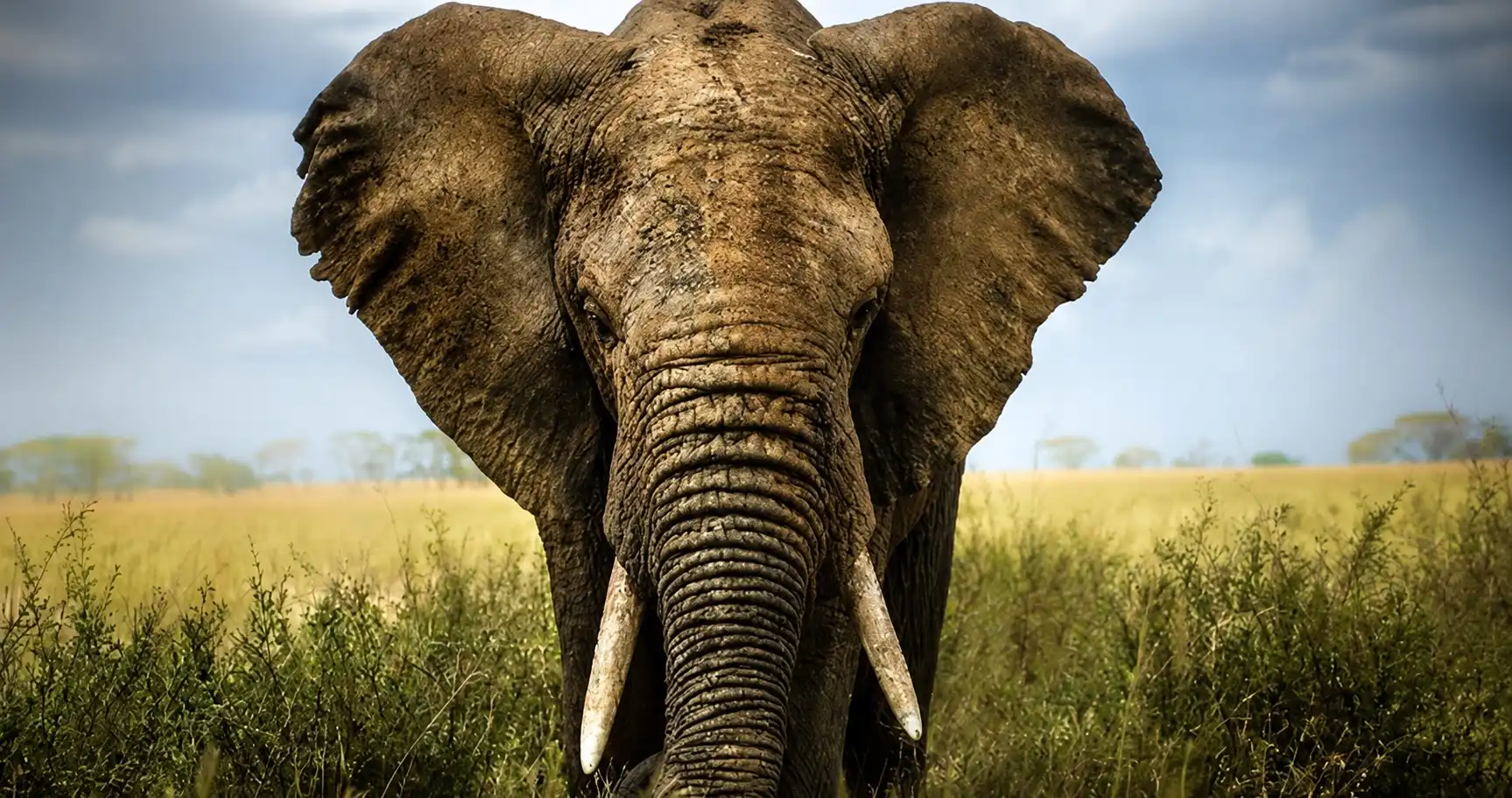 Elephant