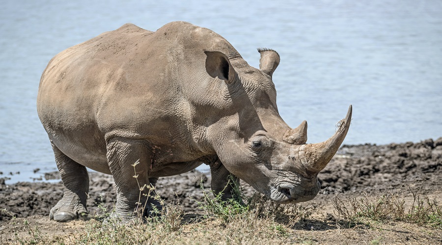 Affordable 3-Day Tanzania Safari Tour – Serengeti & Ngorongoro Crater