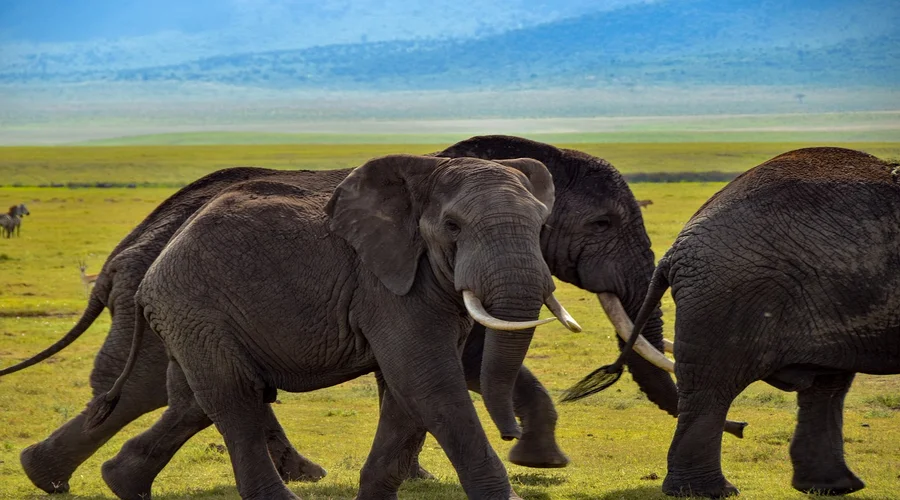 Luxury Serengeti Safaris & Exclusive Tanzania Safari Escapes